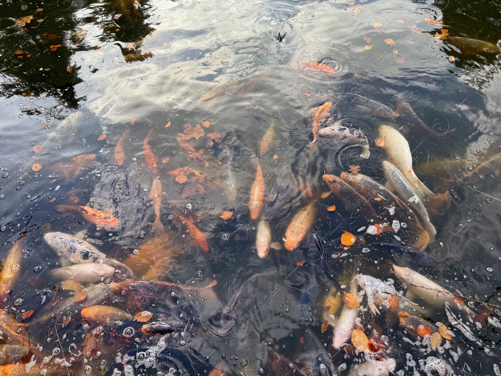 Photo of Beautiful koi carps swimming in pond outdoors