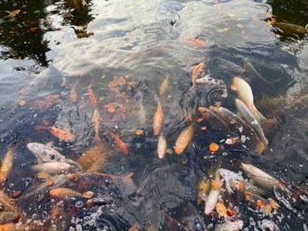 Photo of Beautiful koi carps swimming in pond outdoors