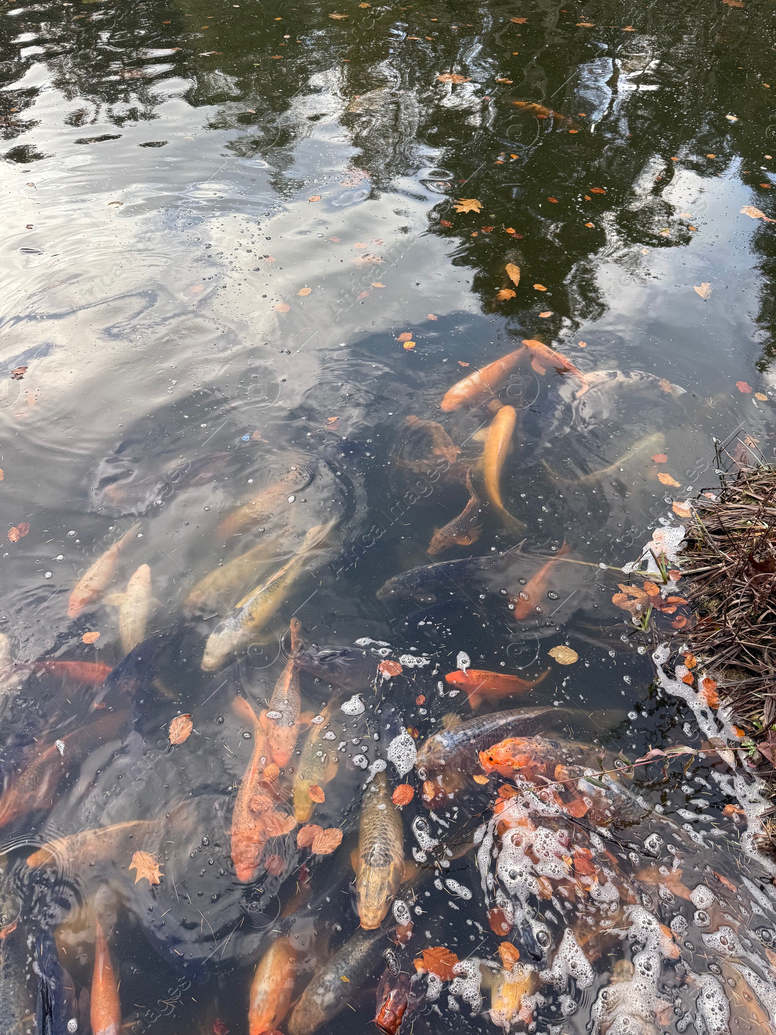 Photo of Beautiful koi carps swimming in pond outdoors