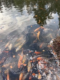 Photo of Beautiful koi carps swimming in pond outdoors