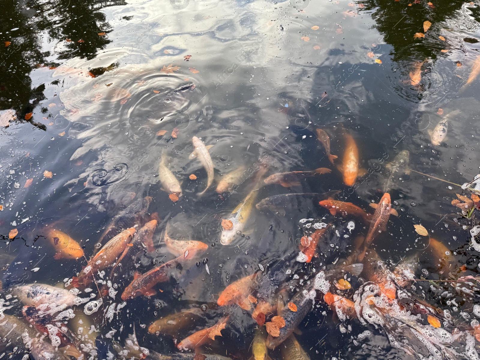 Photo of Beautiful koi carps swimming in pond outdoors