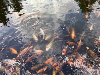 Photo of Beautiful koi carps swimming in pond outdoors