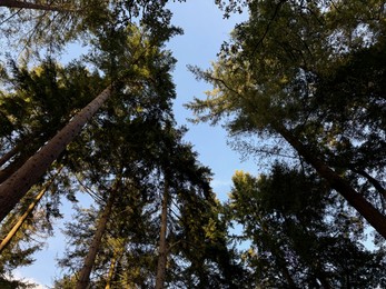 Photo of Beautiful trees against blue sky, bottom view