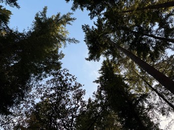 Photo of Beautiful trees against blue sky, bottom view