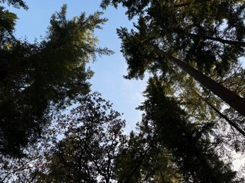 Photo of Beautiful trees against blue sky, bottom view