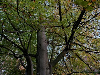 Photo of Trees with colorful leaves growing in autumn park