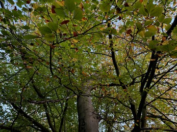 Photo of Trees with colorful leaves growing in autumn park