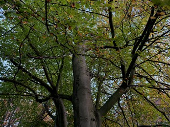 Photo of Trees with colorful leaves growing in autumn park