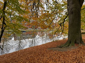 Photo of Tree and fallen leaves near pond in park