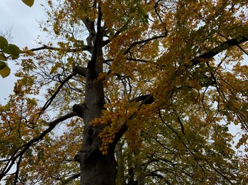 Photo of Tree with beautiful golden leaves outdoors, low angle view