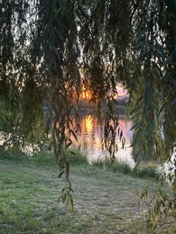 Photo of Beautiful sun lights through willow leaves and river in evening