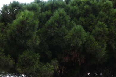 Photo of Beautiful tree with green leaves growing outdoors, low angle view