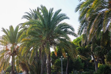 Photo of Beautiful palm trees growing outdoors, low angle view