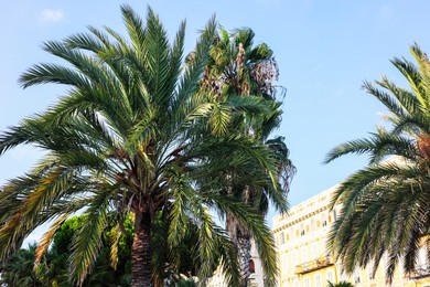 Photo of Beautiful palm trees growing near building outdoors, low angle view