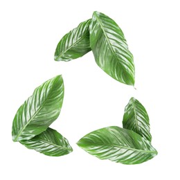 Image of Recycle sign made of green leaves on white background
