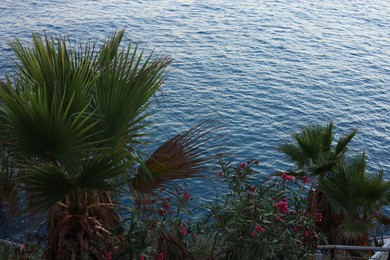 Photo of Beautiful green palm trees and other plants near sea