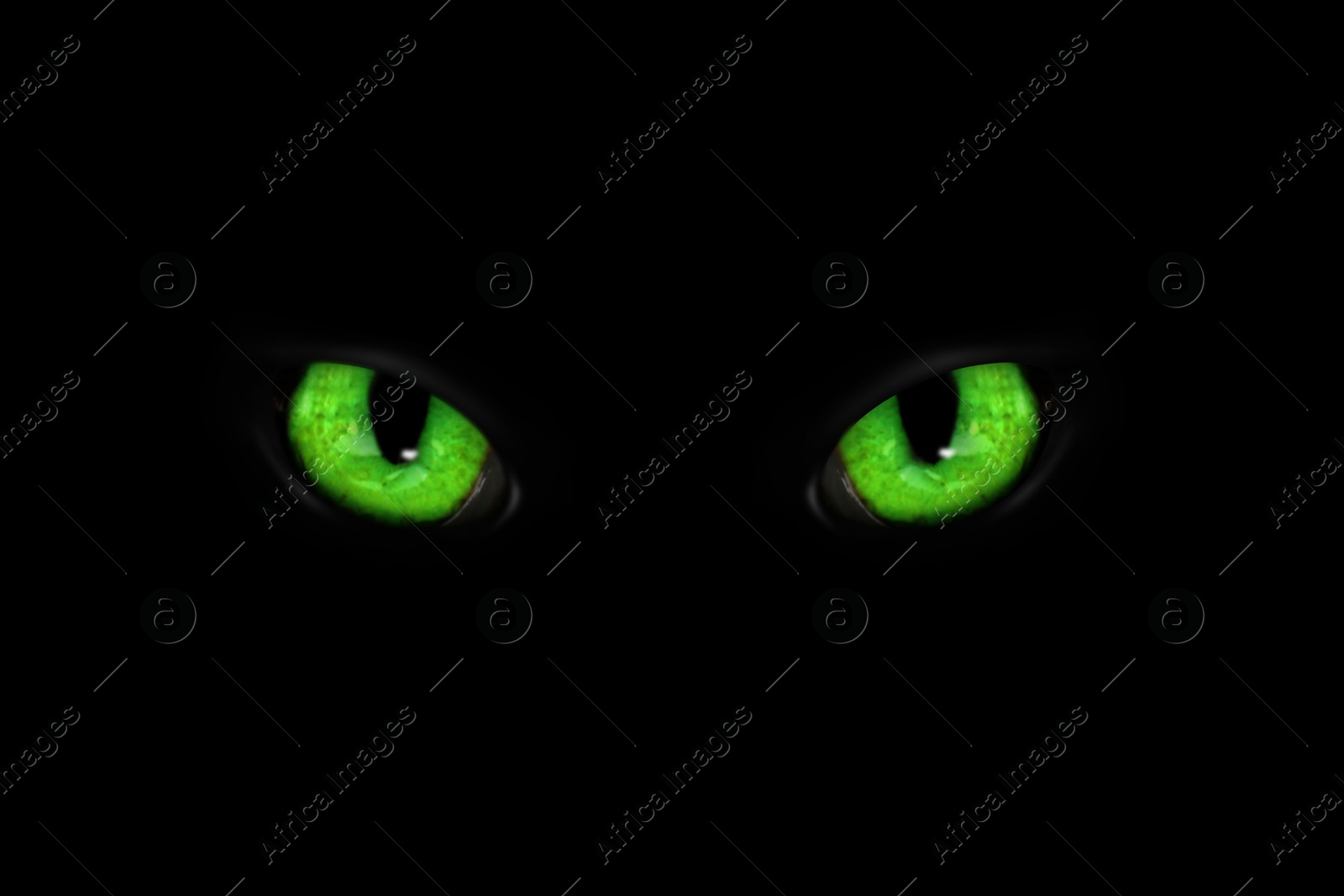 Image of Bright green cat eyes visible in darkness. Halloween vibe
