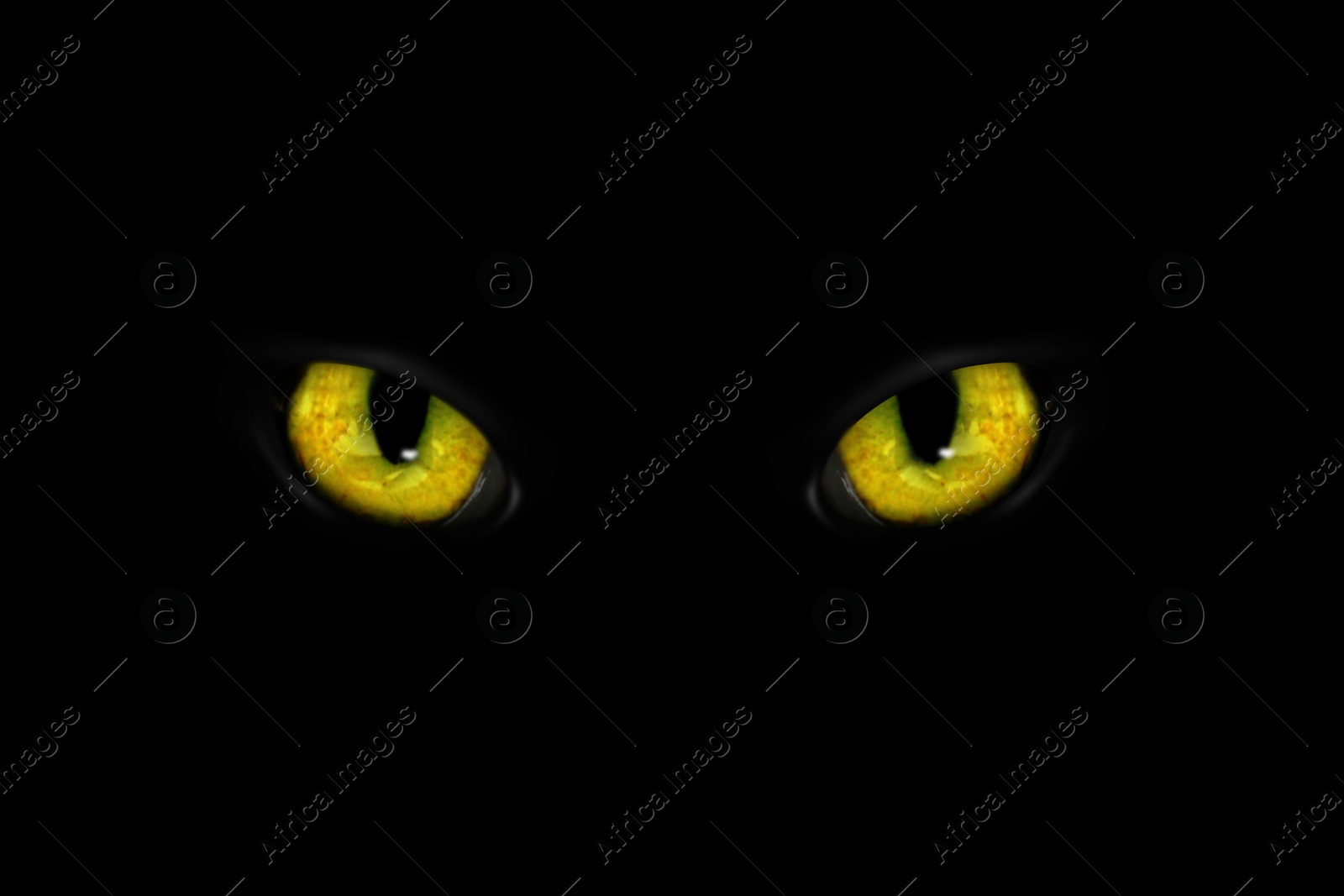 Image of Golden cat eyes visible in darkness. Halloween vibe