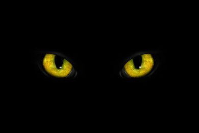 Image of Golden cat eyes visible in darkness. Halloween vibe