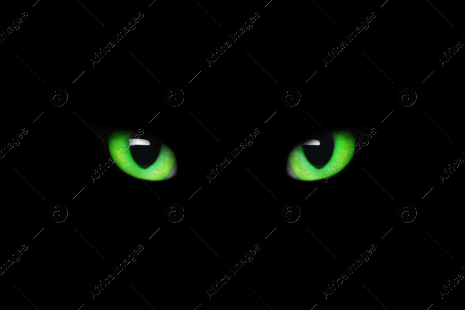 Image of Bright green cat eyes visible in darkness. Halloween vibe