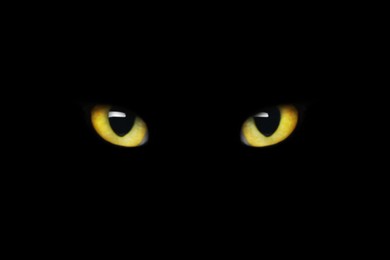 Image of Golden cat eyes visible in darkness. Halloween vibe