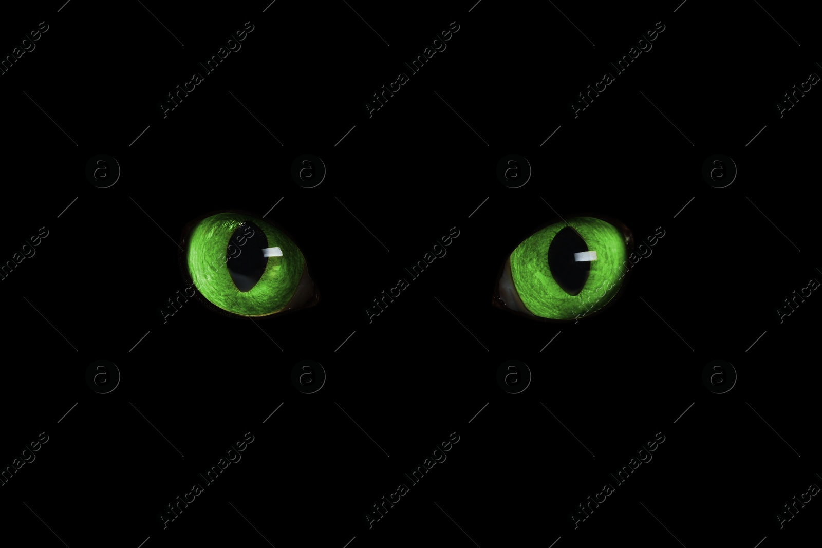 Image of Bright green cat eyes visible in darkness. Halloween vibe