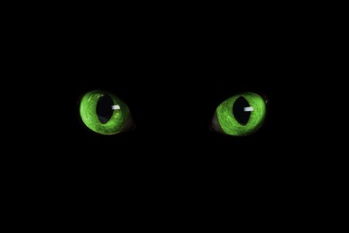 Image of Bright green cat eyes visible in darkness. Halloween vibe