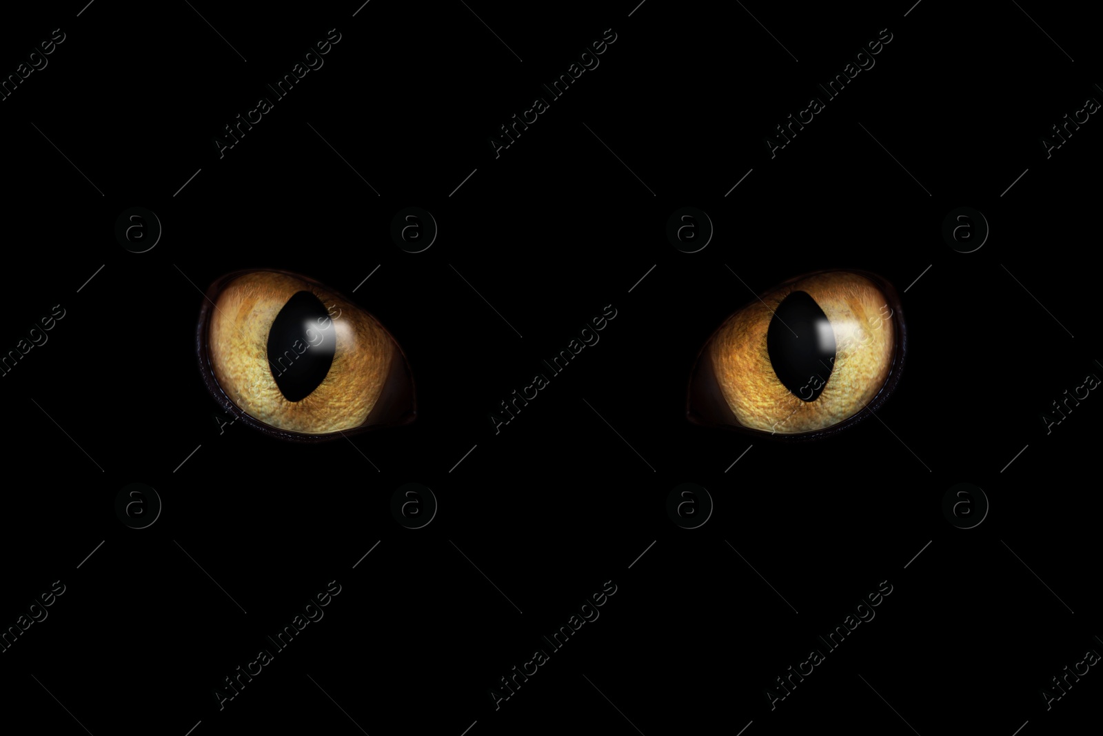 Image of Golden cat eyes visible in darkness. Halloween vibe
