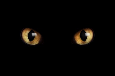 Image of Golden cat eyes visible in darkness. Halloween vibe