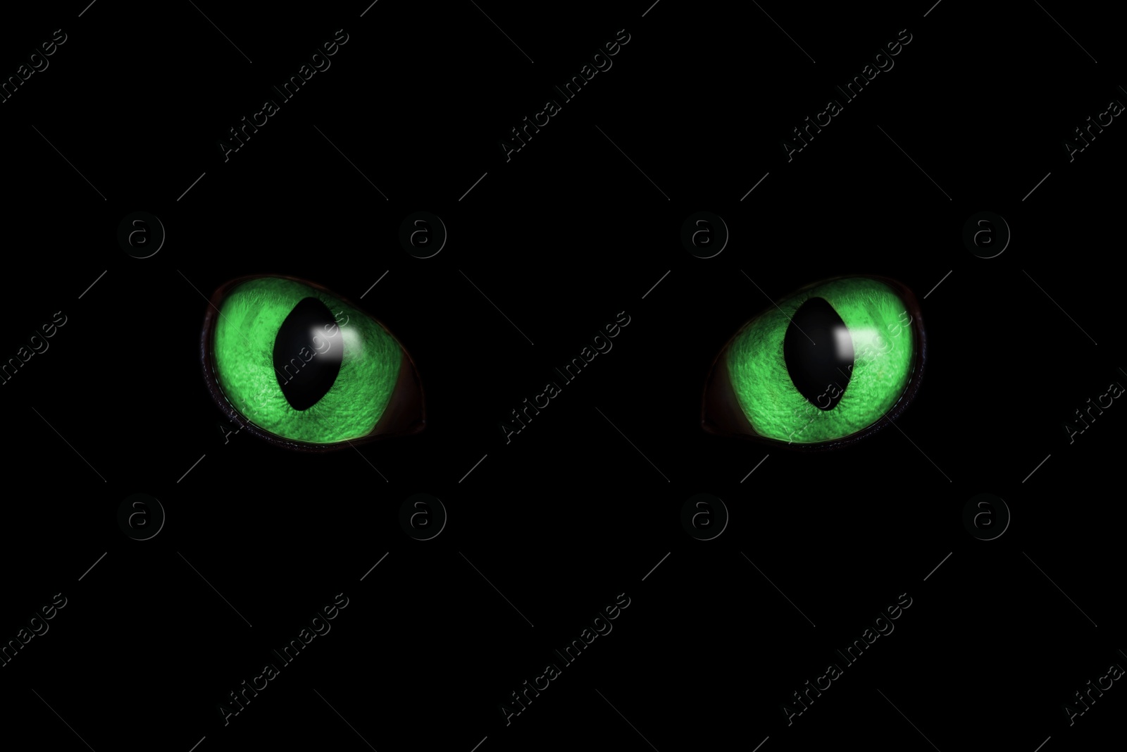 Image of Bright green cat eyes visible in darkness. Halloween vibe