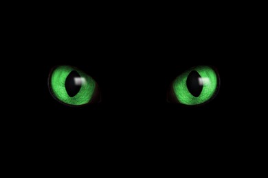 Image of Bright green cat eyes visible in darkness. Halloween vibe