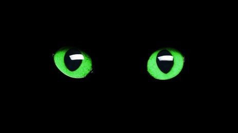 Image of Bright green cat eyes visible in darkness. Halloween vibe