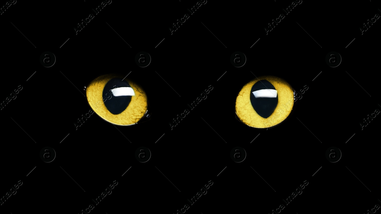 Image of Golden cat eyes visible in darkness. Halloween vibe