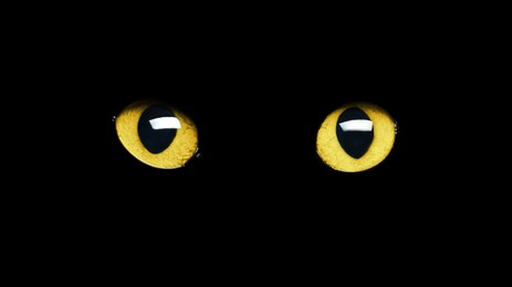 Image of Golden cat eyes visible in darkness. Halloween vibe