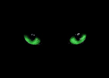 Image of Bright green cat eyes visible in darkness. Halloween vibe