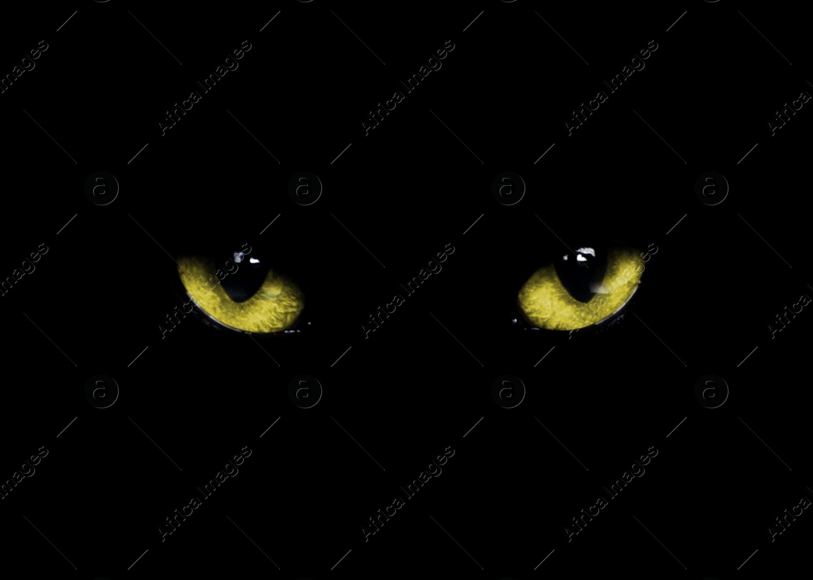 Image of Golden cat eyes visible in darkness. Halloween vibe