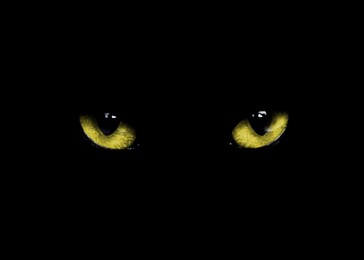 Image of Golden cat eyes visible in darkness. Halloween vibe