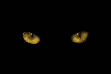 Image of Golden cat eyes visible in darkness. Halloween vibe