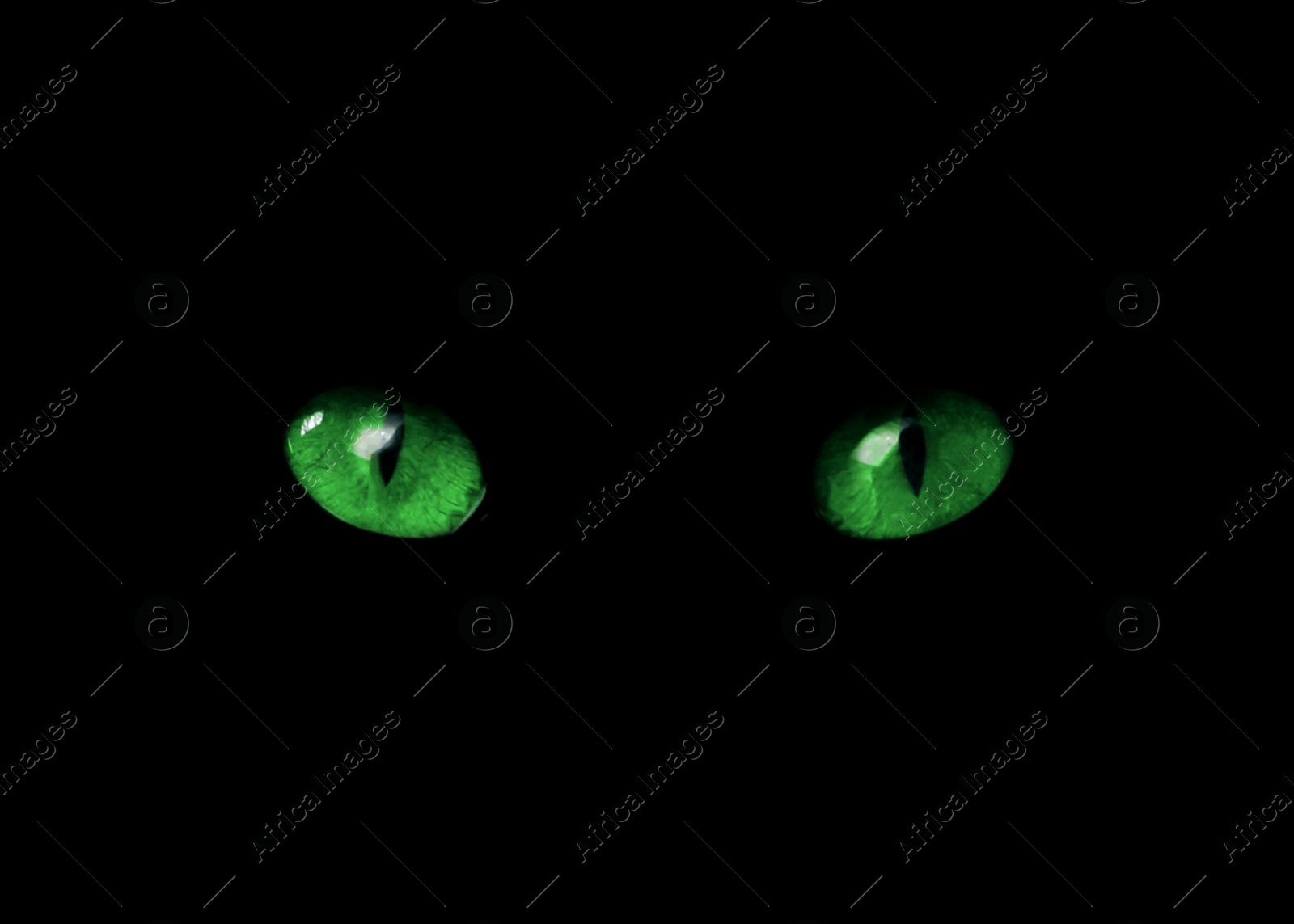Image of Bright green cat eyes visible in darkness. Halloween vibe