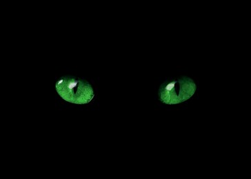 Image of Bright green cat eyes visible in darkness. Halloween vibe