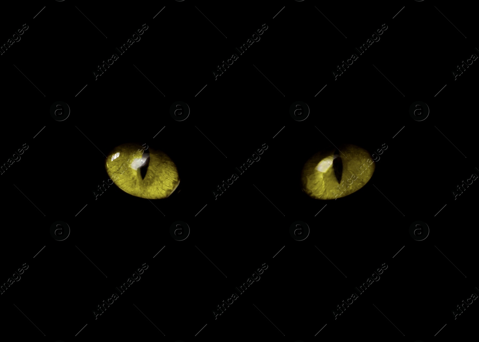 Image of Golden cat eyes visible in darkness. Halloween vibe