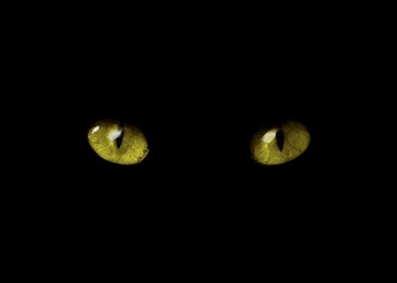 Image of Golden cat eyes visible in darkness. Halloween vibe