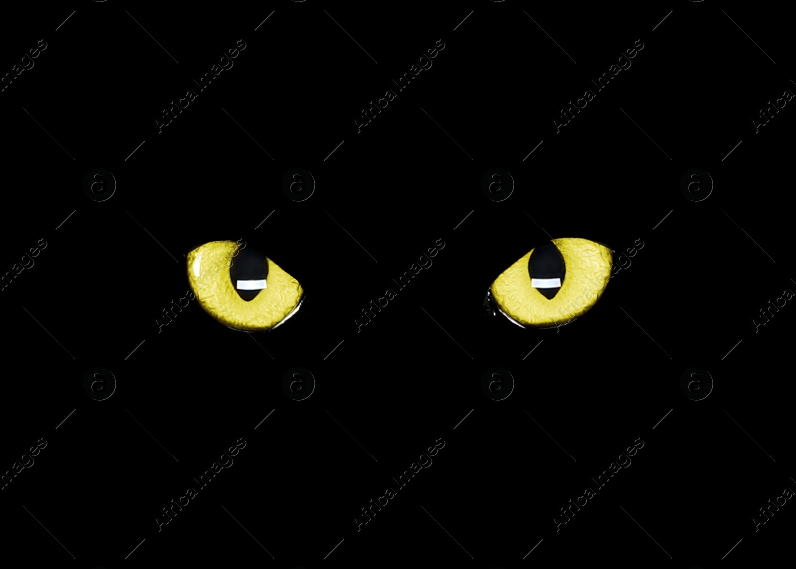 Image of Golden cat eyes visible in darkness. Halloween vibe