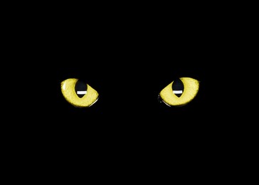 Image of Golden cat eyes visible in darkness. Halloween vibe