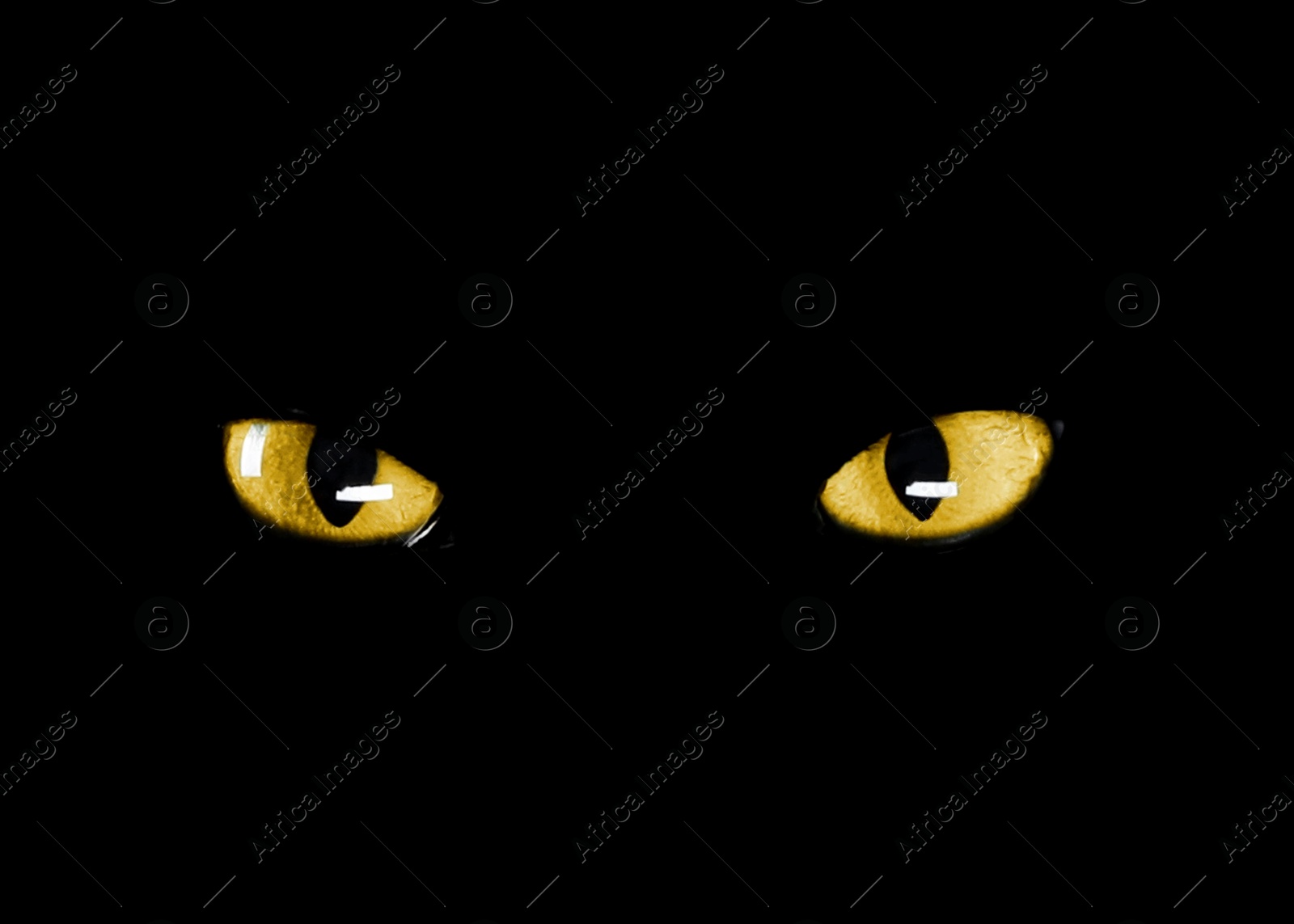Image of Golden cat eyes visible in darkness. Halloween vibe