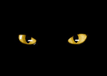 Image of Golden cat eyes visible in darkness. Halloween vibe