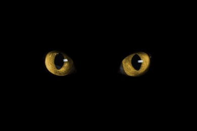Image of Golden cat eyes visible in darkness. Halloween vibe