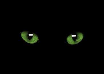 Image of Bright green cat eyes visible in darkness. Halloween vibe