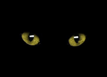 Image of Golden cat eyes visible in darkness. Halloween vibe