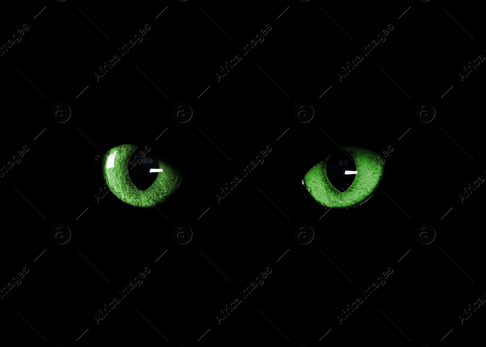 Image of Bright green cat eyes visible in darkness. Halloween vibe